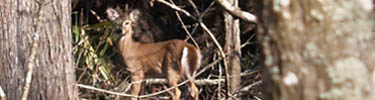 Whitetail Deer At Barataria Preserve